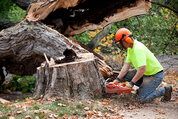 Best Large Tree Removal  in Dahlgren, VA